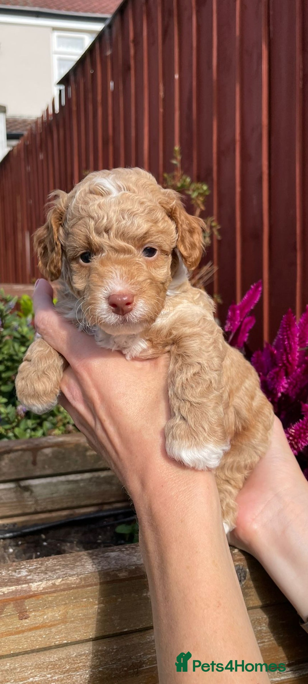 Cockapoo dogs for sale: Beautiful cockapoo puppies - Image 9