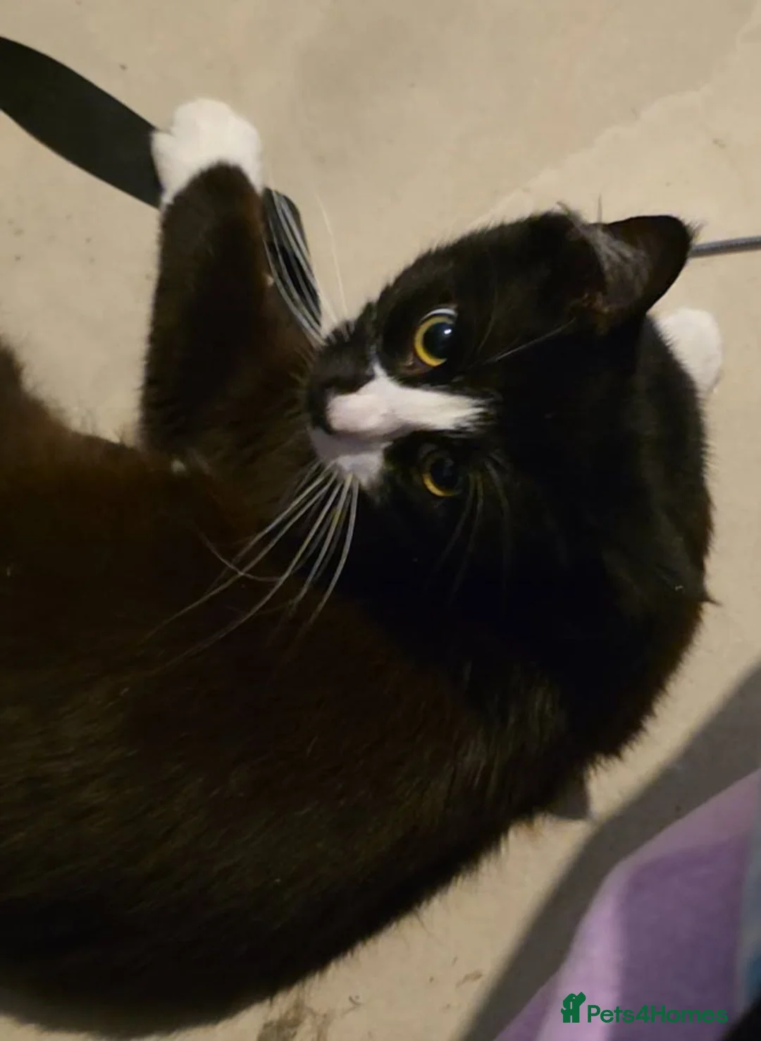 Mixed Breed cats for sale: Male cat mylo  - Advert 2