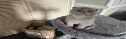 Scottish Fold cats for sale: Gorgeous & calm British Blue Scottish Fold kittens - Advert 13