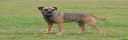 Border Terrier dogs for stud: K.c reg, Red Grizzle Border Terrier STUD ONLY in Uckfield - Advert 2