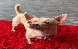 Chihuahua dogs for sale: Chihuahua puppies - Image 8