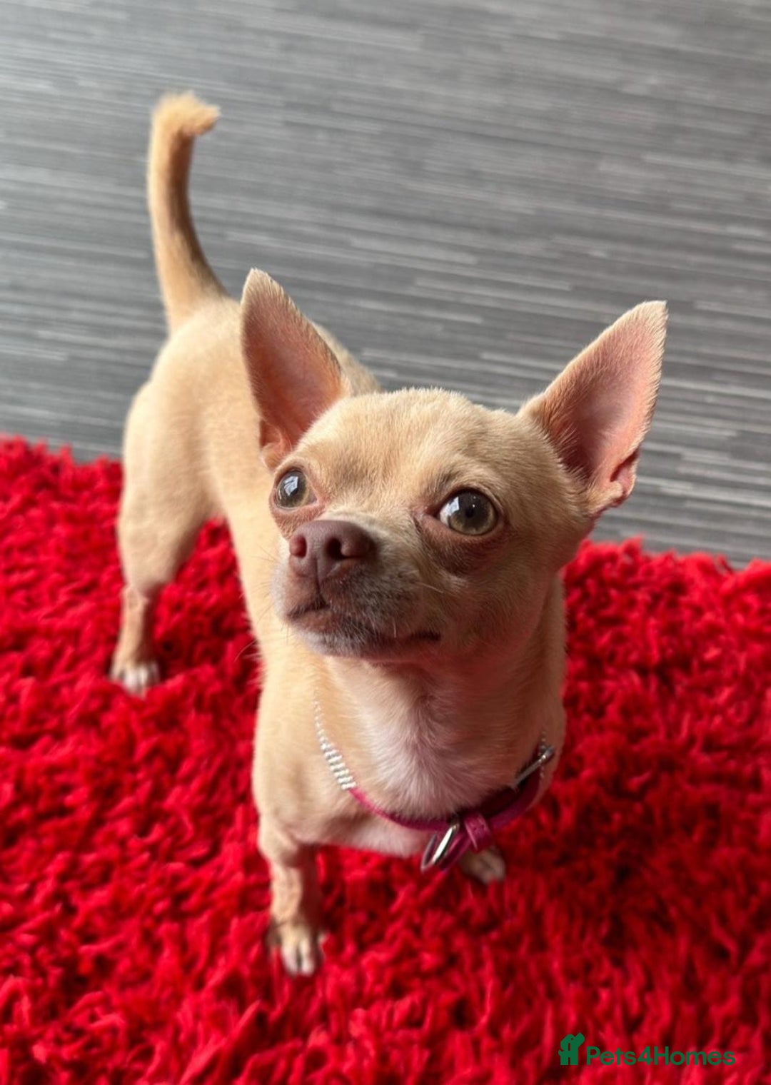 Chihuahua dogs for sale: Chihuahua puppies - Image 8