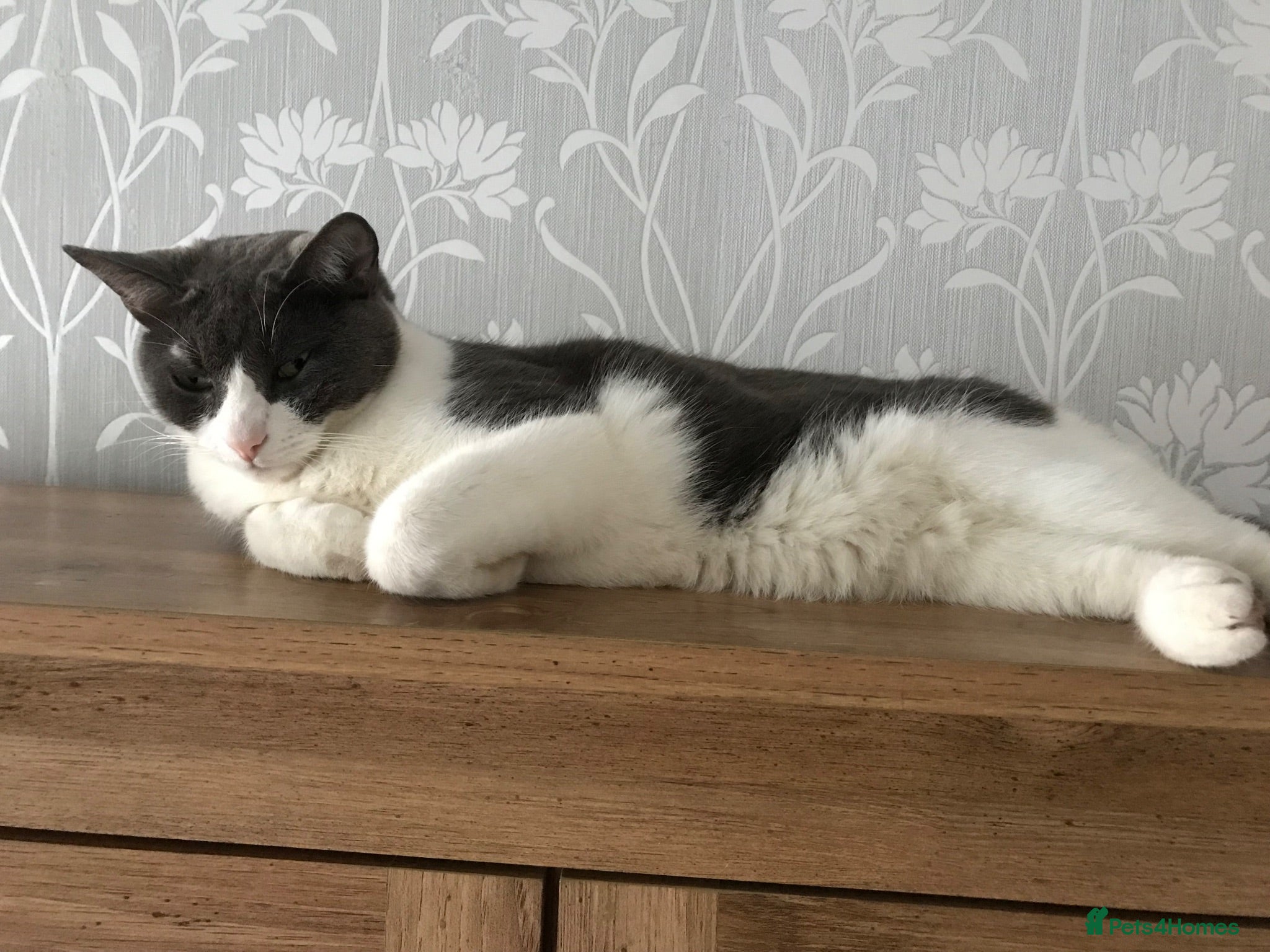 Mixed Breed cats Oreos - Advert 2