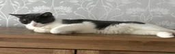 Mixed Breed cats for sale: Oreos - Advert 1