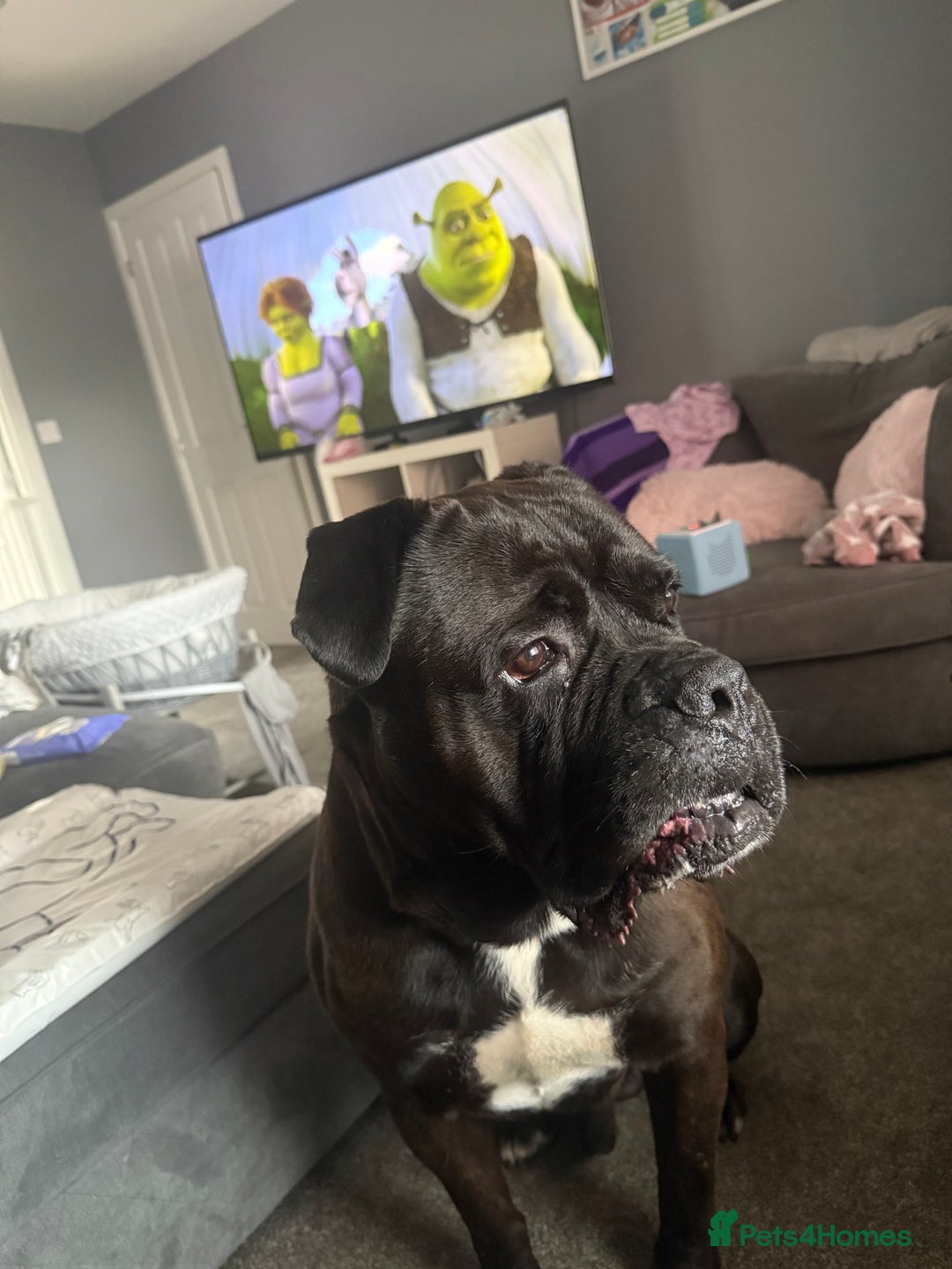 Cane Corso dogs for sale: Beautiful cane corso protection trained - Image 6
