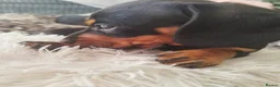 Miniature Dachshund dogs for sale: MINIATURE DACHSHUND! - Advert 4