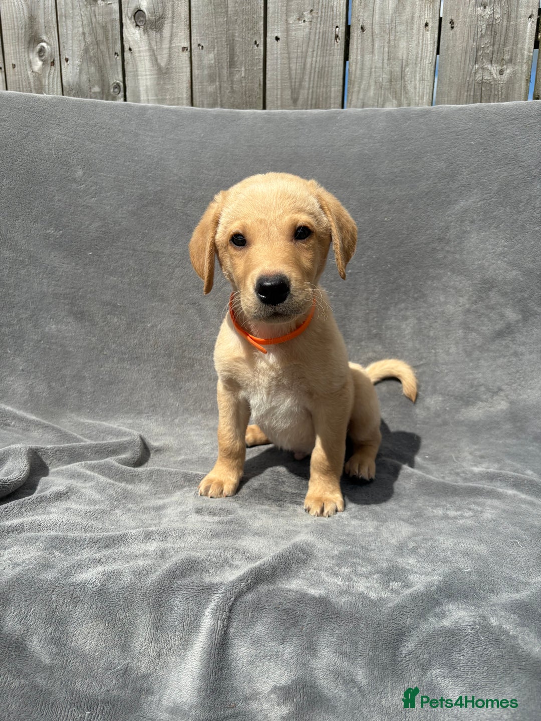 Labrador Retriever dogs for sale: Ready to leave now KC Labrador puppies  - Image 1