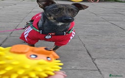 Mixed Breed dogs for adoption: 💖🐶 MALVA 🐶💖 - Image 8