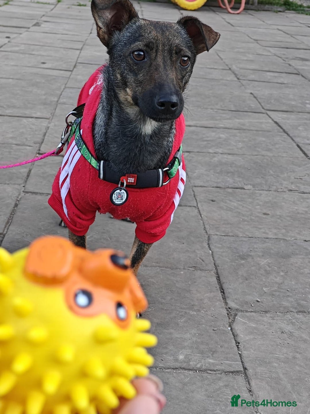 Mixed Breed dogs for adoption: 💖🐶 MALVA 🐶💖 - Image 8