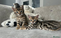 Bengal cats for sale: Stunning Bengal Kittens - TICA Registered - Image 27