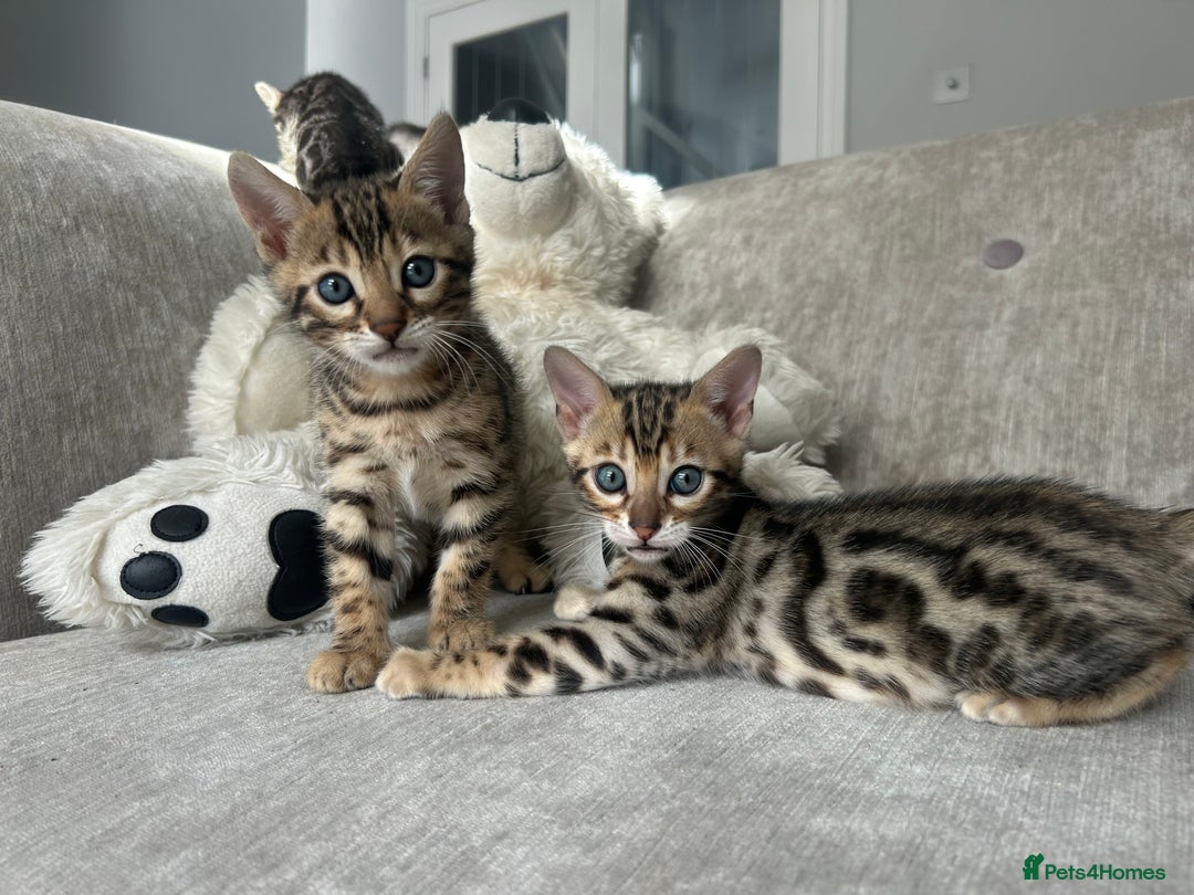Bengal cats for sale: Stunning Bengal Kittens - TICA Registered - Image 27