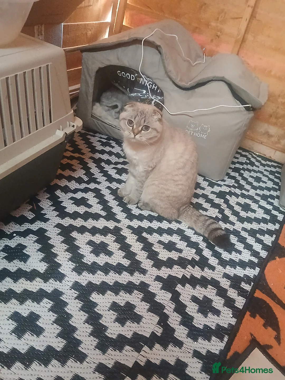 Scottish Fold cats for sale: Scottish fold and british short-hair cats - Advert 1