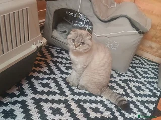 Scottish Fold cats Scottish fold and british short-hair cats - Advert 1