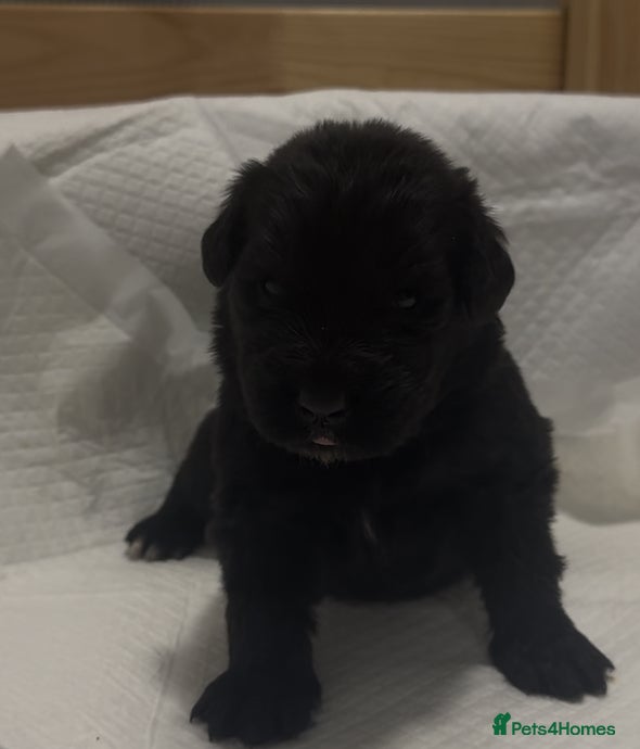 Newfoundland dogs Stunning Newfoundland Puppies Kc Reg 🐾 - Advert 1