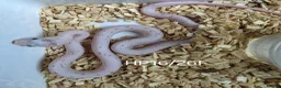 Corn Snake reptiles for sale: Palmetto and caramel palmetto corn snakes  - Advert 23