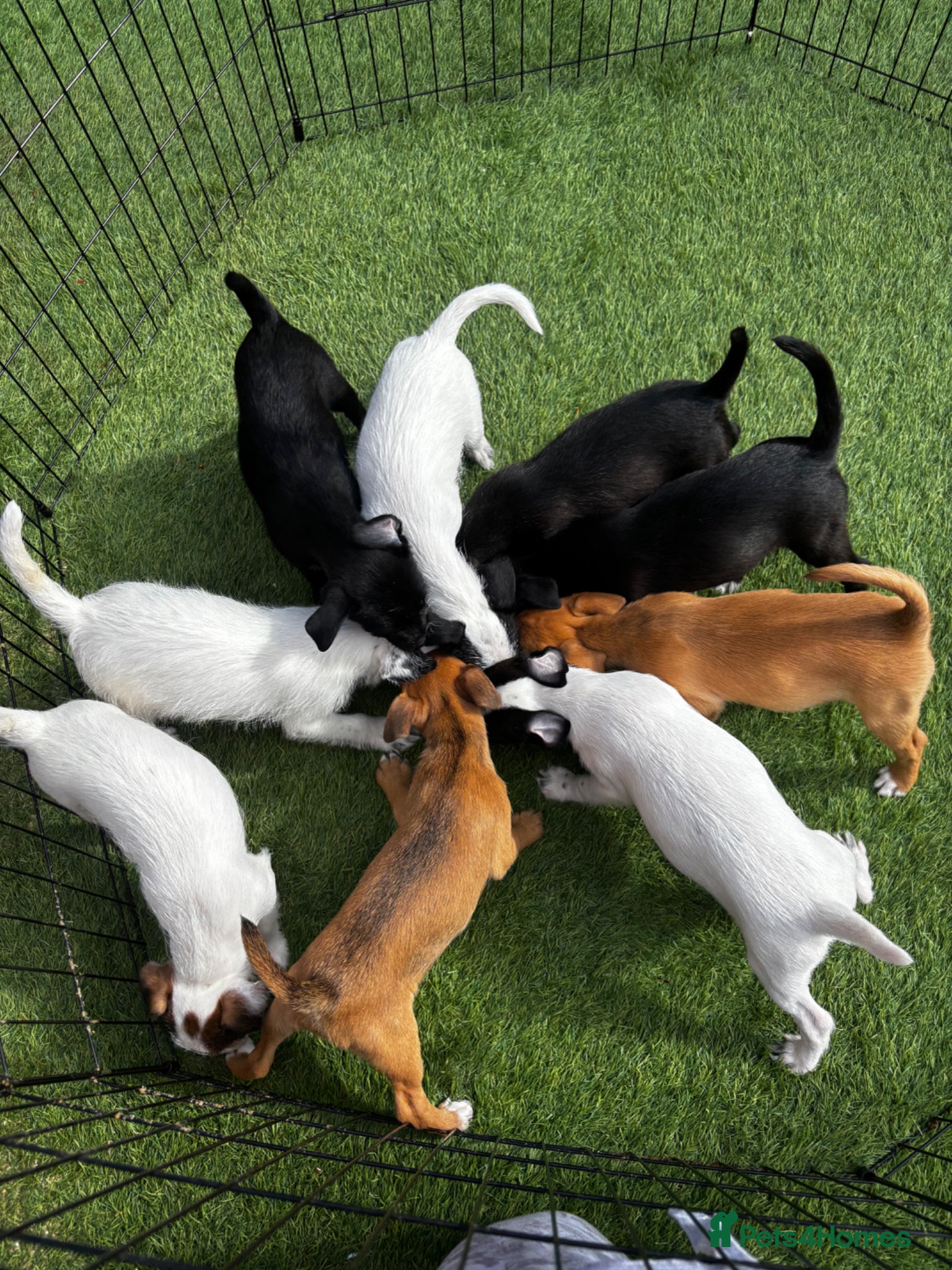 Mixed Breed dogs Border terrier x Patterdale terrier puppies  - Advert 1