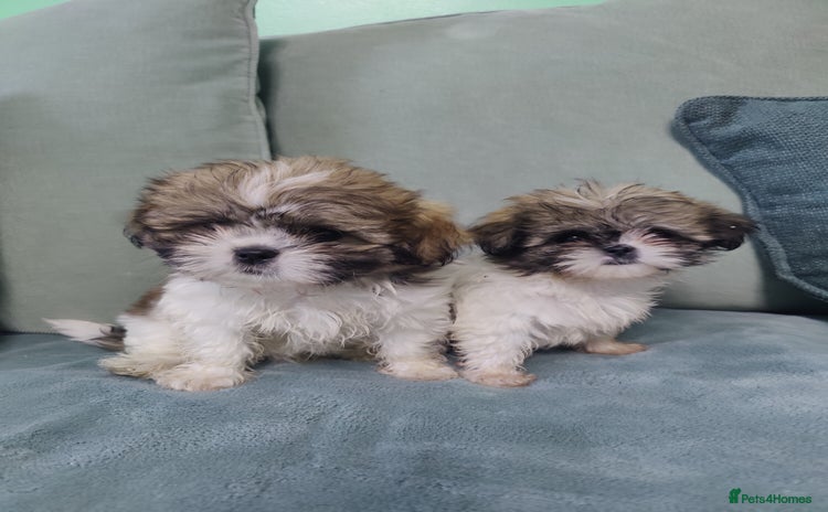 Shih Tzu dogs - Advert 6