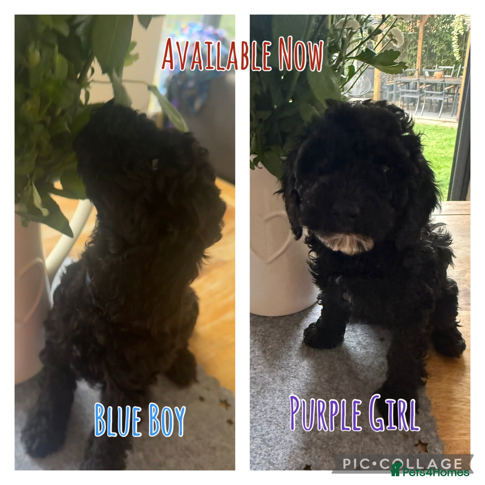 Cockapoo dogs Cockapoo puppies… **available now! ** - Advert 8