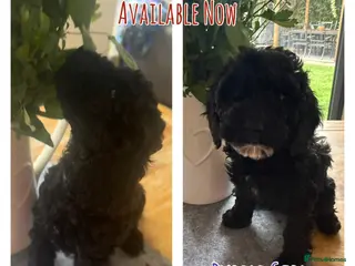 Cockapoo dogs Cockapoo puppies… **available now! ** - Advert 8