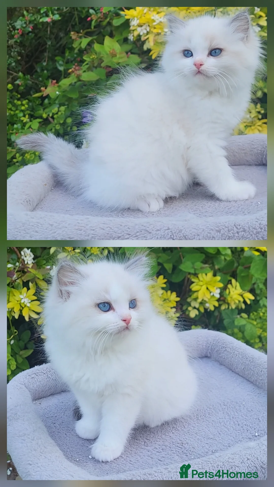Ragdoll cats for sale: Beautiful GCCF ragdoll babies  - Advert 2
