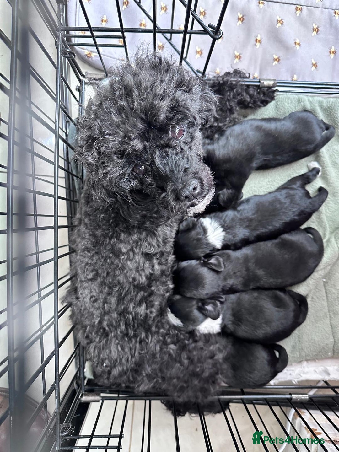 Chipoo dogs for sale: Chihuahua toy poo cross - Advert 1