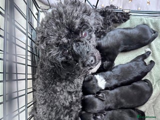 Chipoo dogs Chihuahua toy poo cross - Advert 1