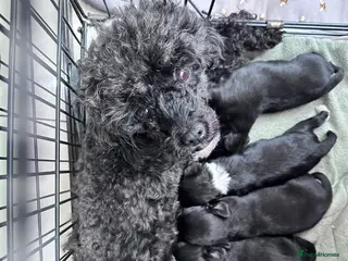 Chipoo dogs Chihuahua toy poo cross - Advert 6