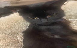 British Longhair cats for sale: 7 week old girl kitten - Image 2