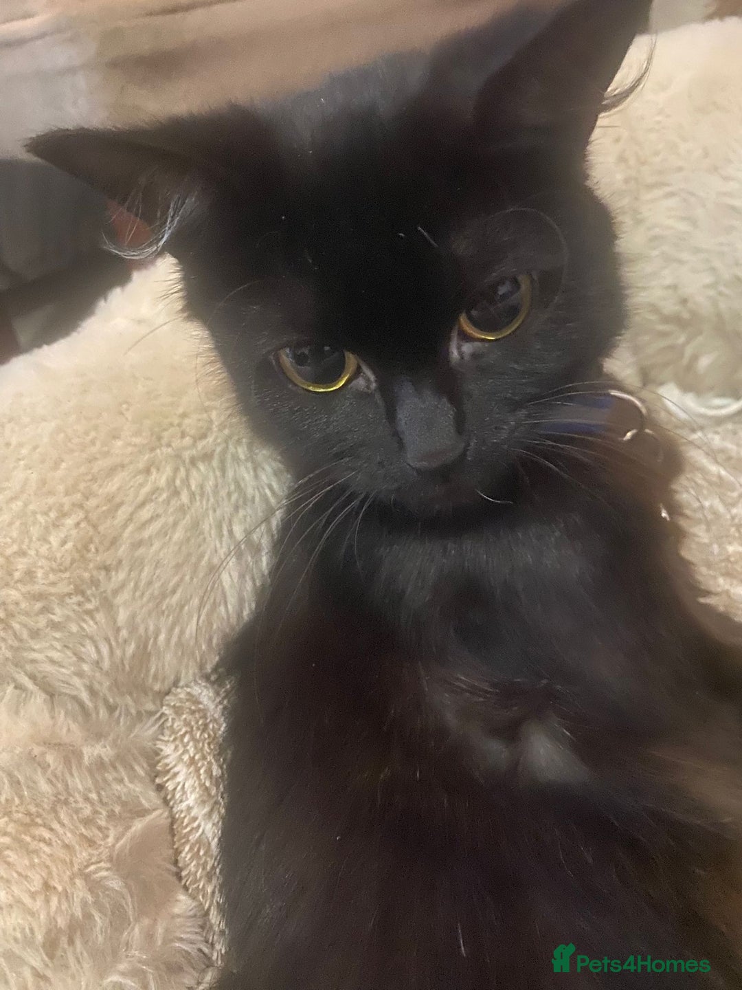 British Longhair cats for sale: 7 week old girl kitten - Image 2