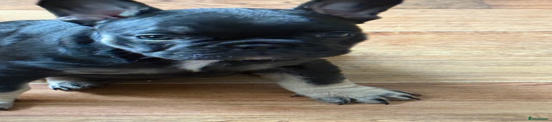 French Bulldog Puppy Black and Tan 