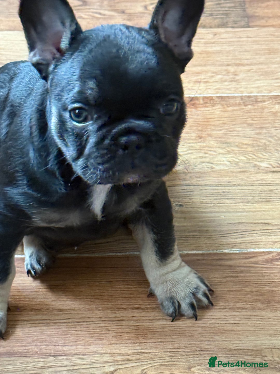 French Bulldog dogs for sale: 2 female French bulldog - ready soon  - Image 5