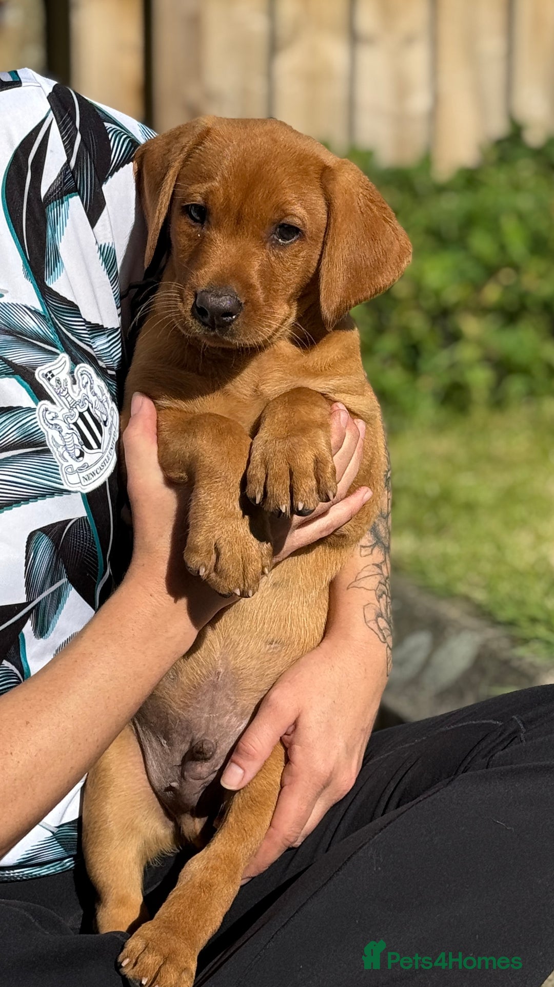 Labrador Retriever dogs for sale: Fox Red /  Mahogany Labradors  - Image 26