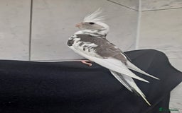 Cockatiels birds for sale: Silly hand tamed cockatiels for sale  - Image 13
