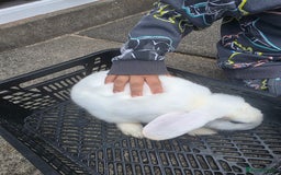 Blanc De Hotot rabbits for sale: rabbits for sale  - Image 9