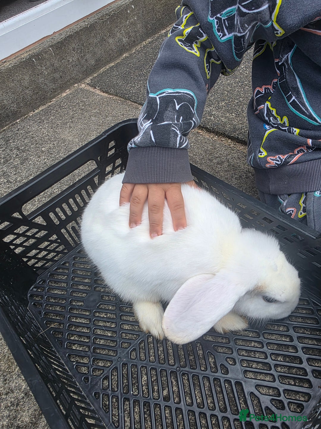 Blanc De Hotot rabbits for sale: rabbits for sale  - Image 9