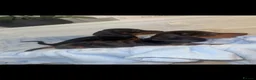 Dachshund dogs for sale: Two beautiful dashund puppies in Mitcham - Advert 5