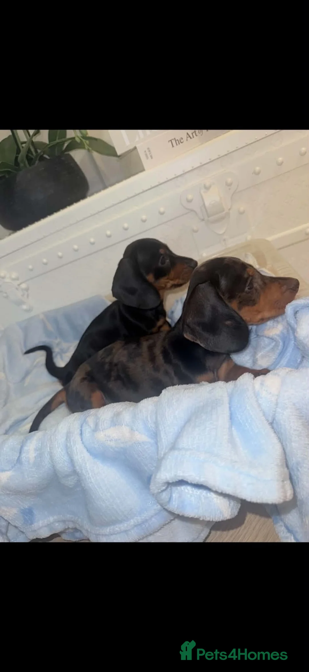 Dachshund dogs for sale: Two beautiful dashund puppies in Mitcham - Advert 5