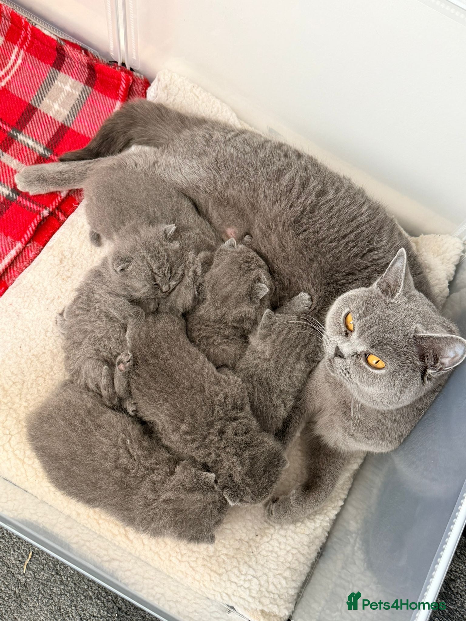 British Shorthair cats GCCF British Shorthair Blue Kittens-Champion Lines - Advert 1