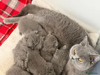 British Shorthair cats for sale: GCCF British Shorthair Blue Kittens-Champion Lines - Advert 1