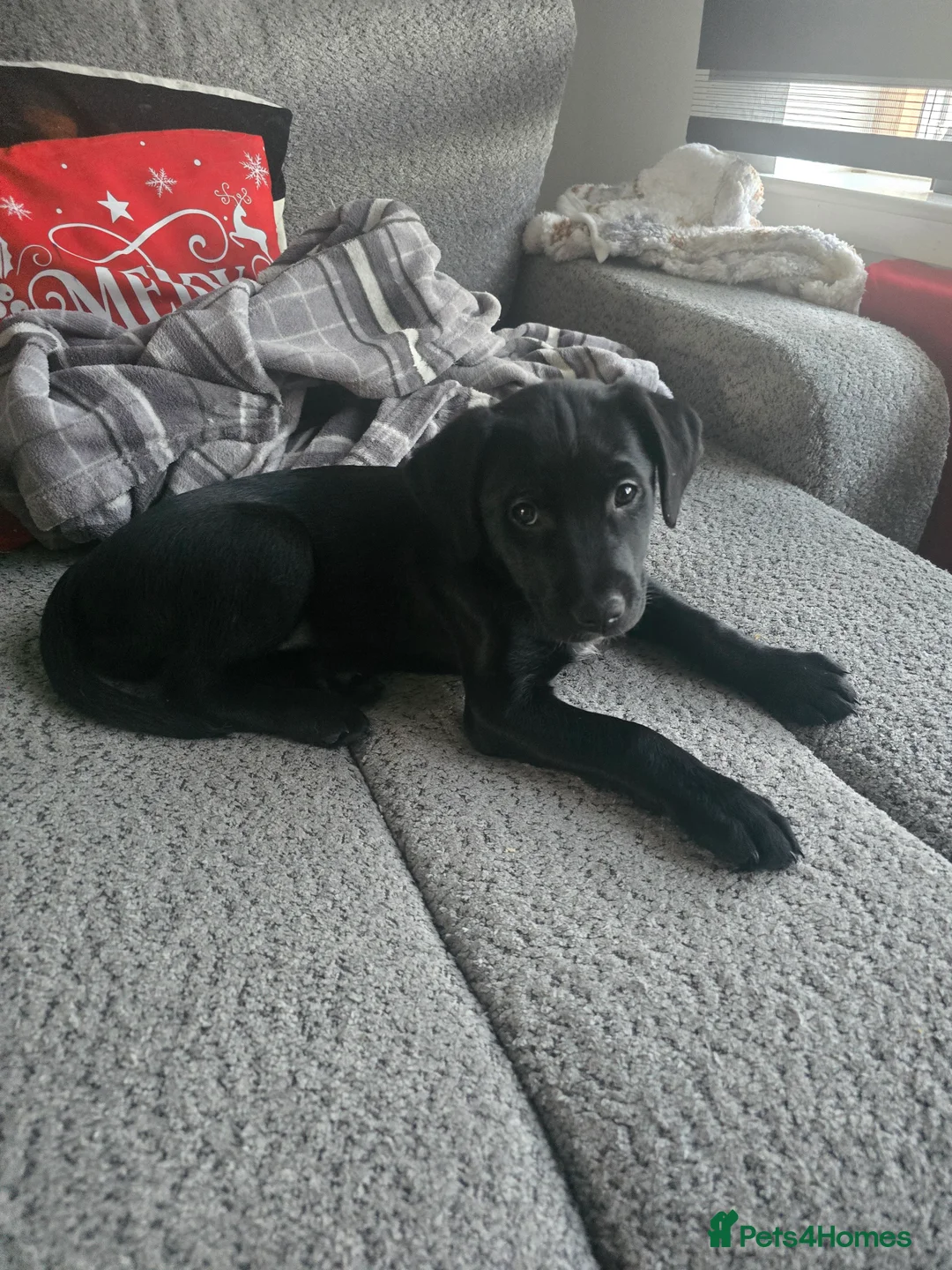 Mixed Breed dogs for sale:  Last puppy looking for his forever home ;)   - Advert 25