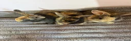French Lop rabbits for sale: 5 baby rabbits ready to go now - Advert 3