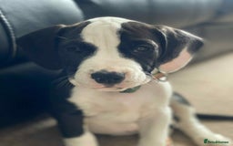 Mixed Breed dogs for sale: American Bulldog x Cocker Spaniel puppy - Image 3