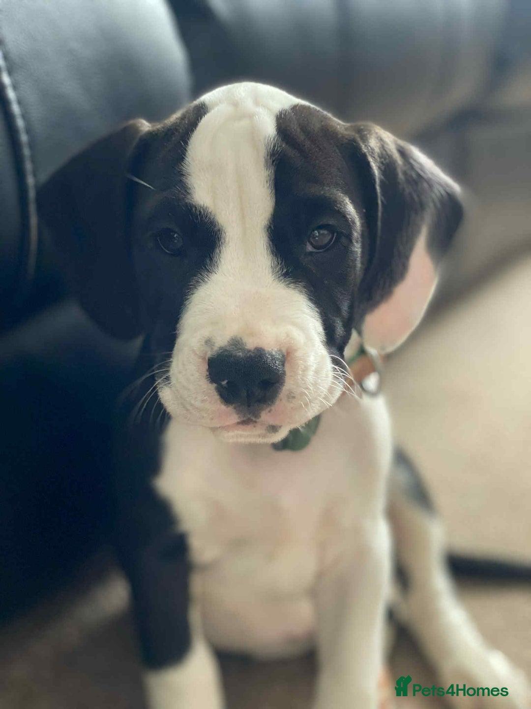 Mixed Breed dogs for sale: American Bulldog x Cocker Spaniel puppy - Image 3