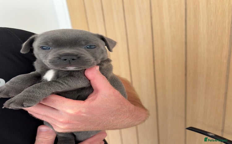 Staffordshire Bull Terrier dogs - Advert 9