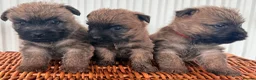 Cairn Terrier dogs for sale: Stunning KC reg cairn terrier pups  - Advert 16