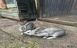 Rex rabbits for sale: 2 male Rex’s for sale  - Advert 1