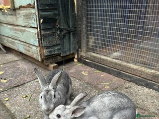 Rex rabbits 2 male Rex’s for sale - Advert 4