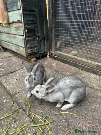 Rex rabbits 2 male Rex’s for sale - Advert 1