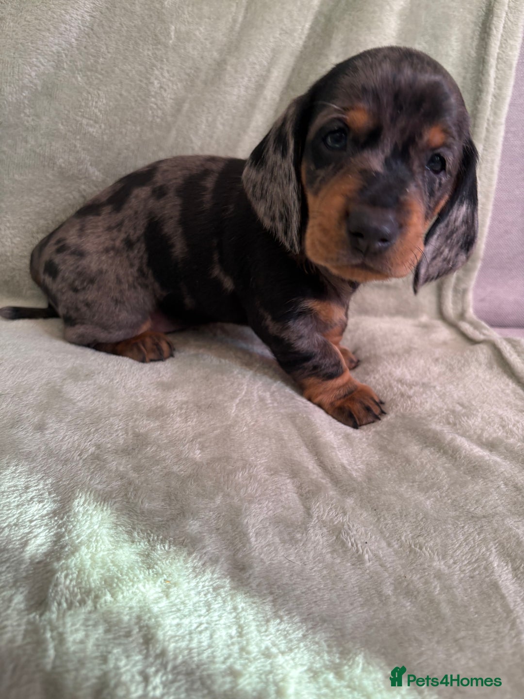 Dachshund dogs for sale: 8 weeks & READY TO LEAVE NOW - dachshund puppy  - Advert 35