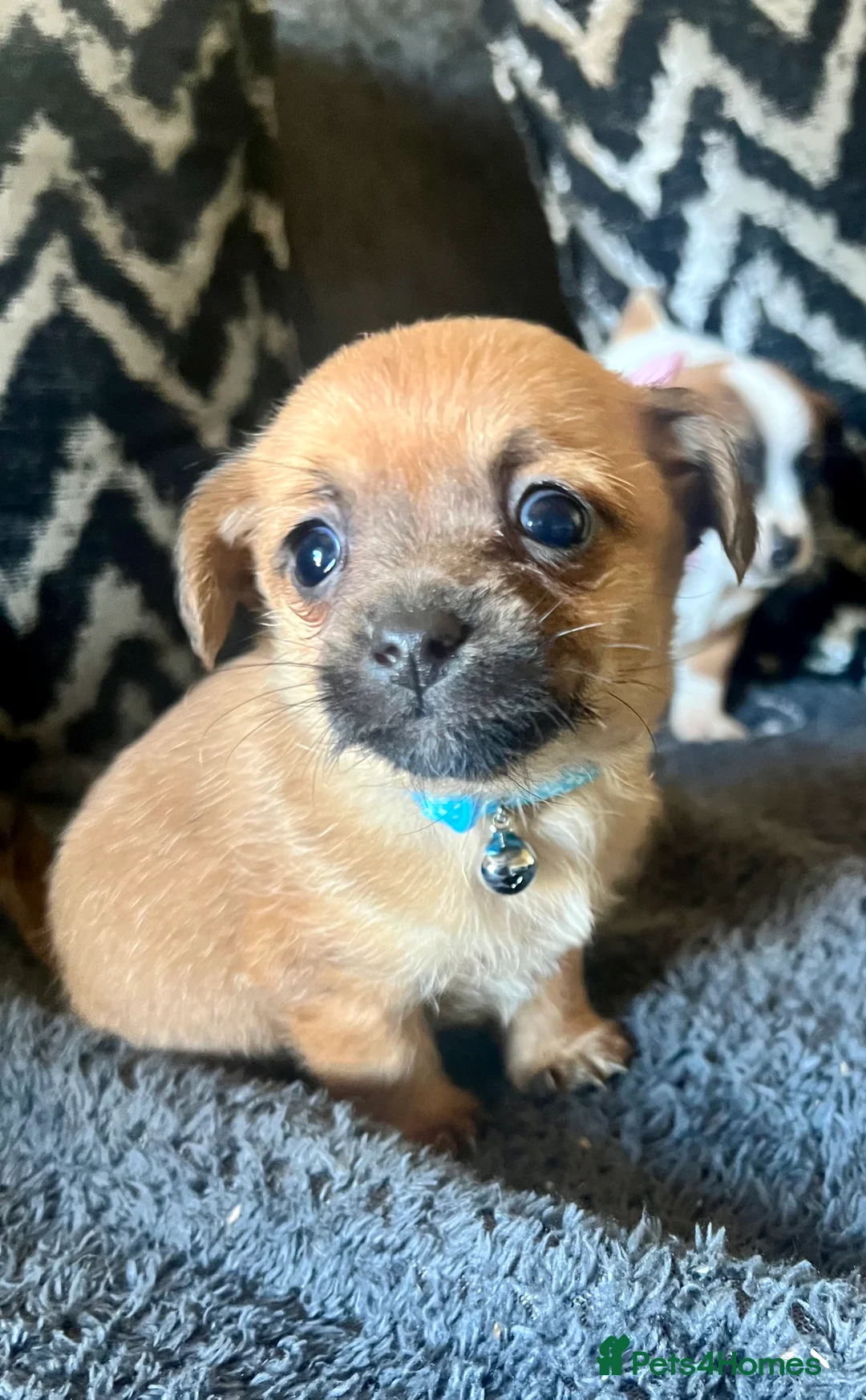 Mixed Breed dogs for sale: Adorable 3 tiny Chihuahua x terrier. Puppy's - Advert 1